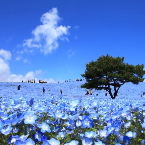 Entrada Hitachi Seaside Park